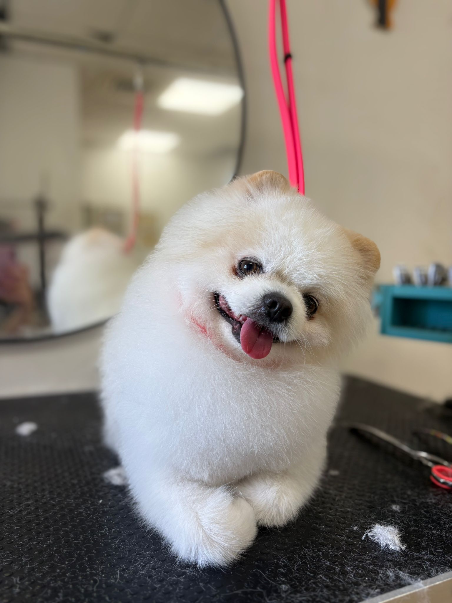 Guccis Gang Grooming