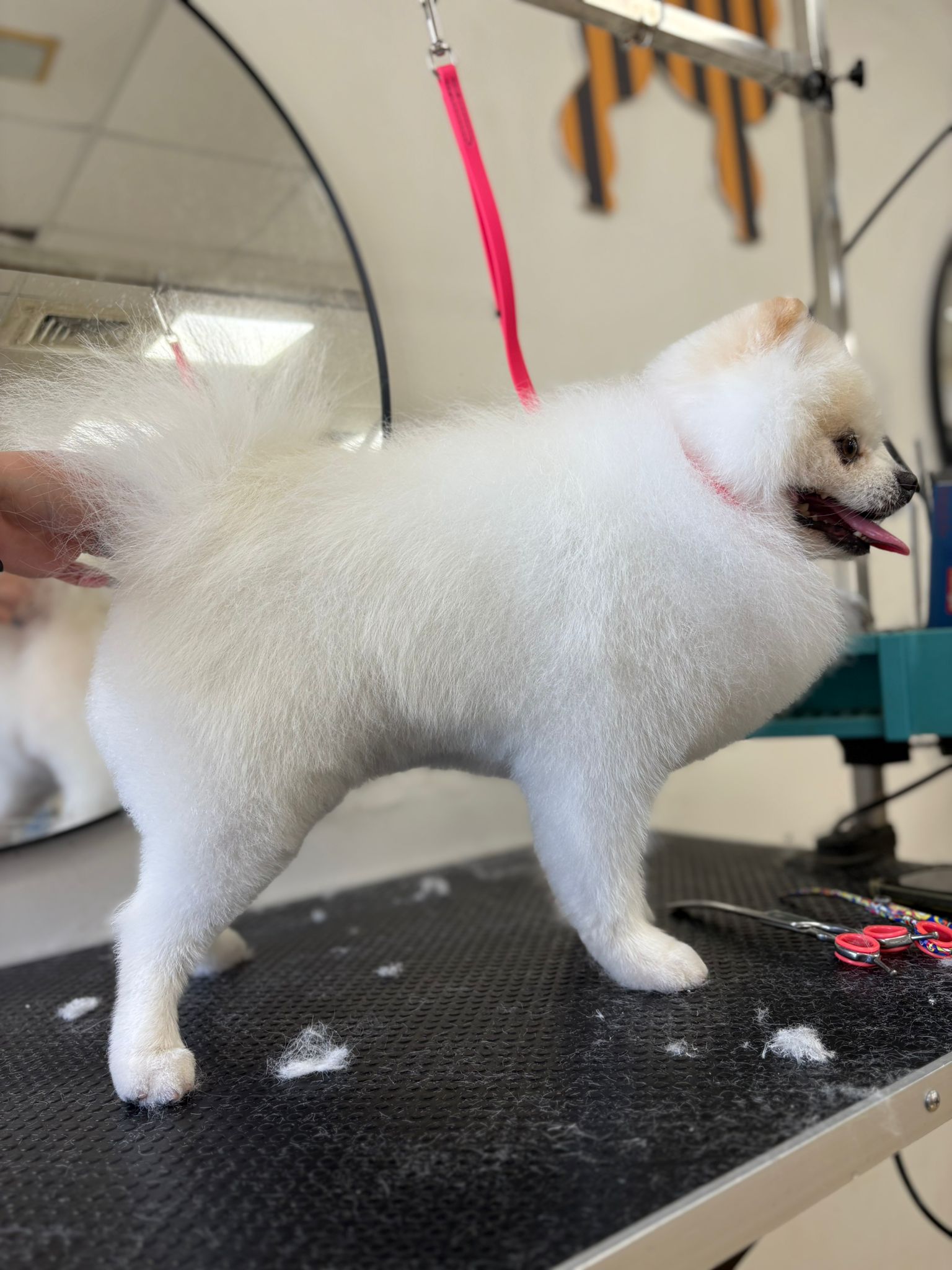 Guccis Gang Grooming