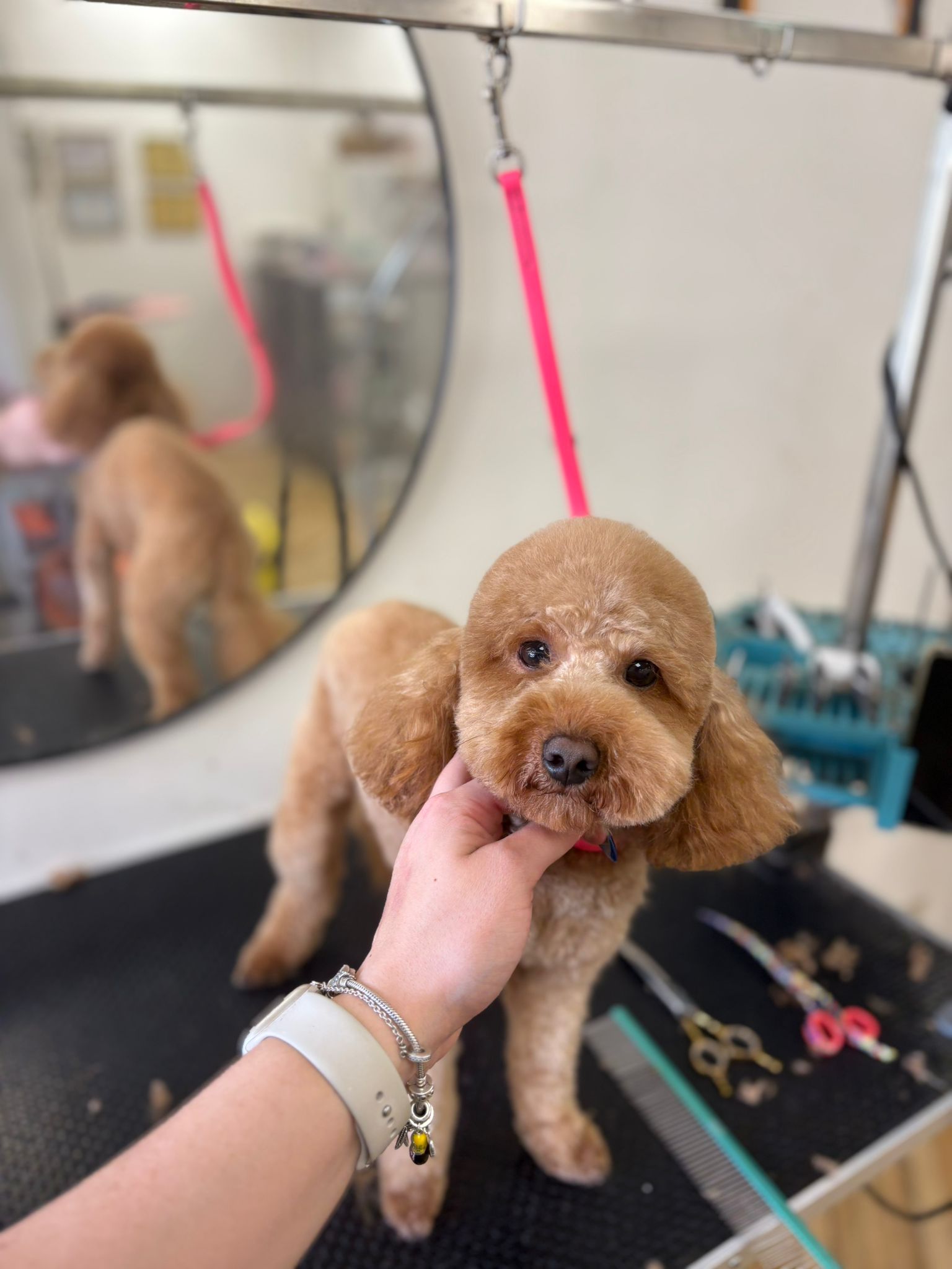 Guccis Gang Grooming
