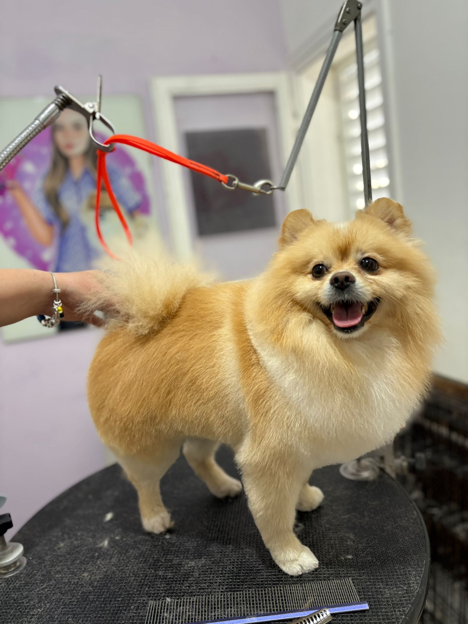 Guccis Gang Grooming